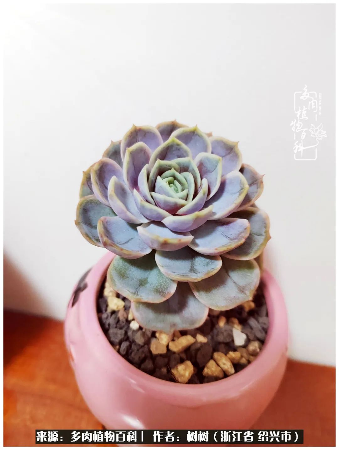 又临寒冬，暖阳下携手肉肉赏姹紫嫣红！