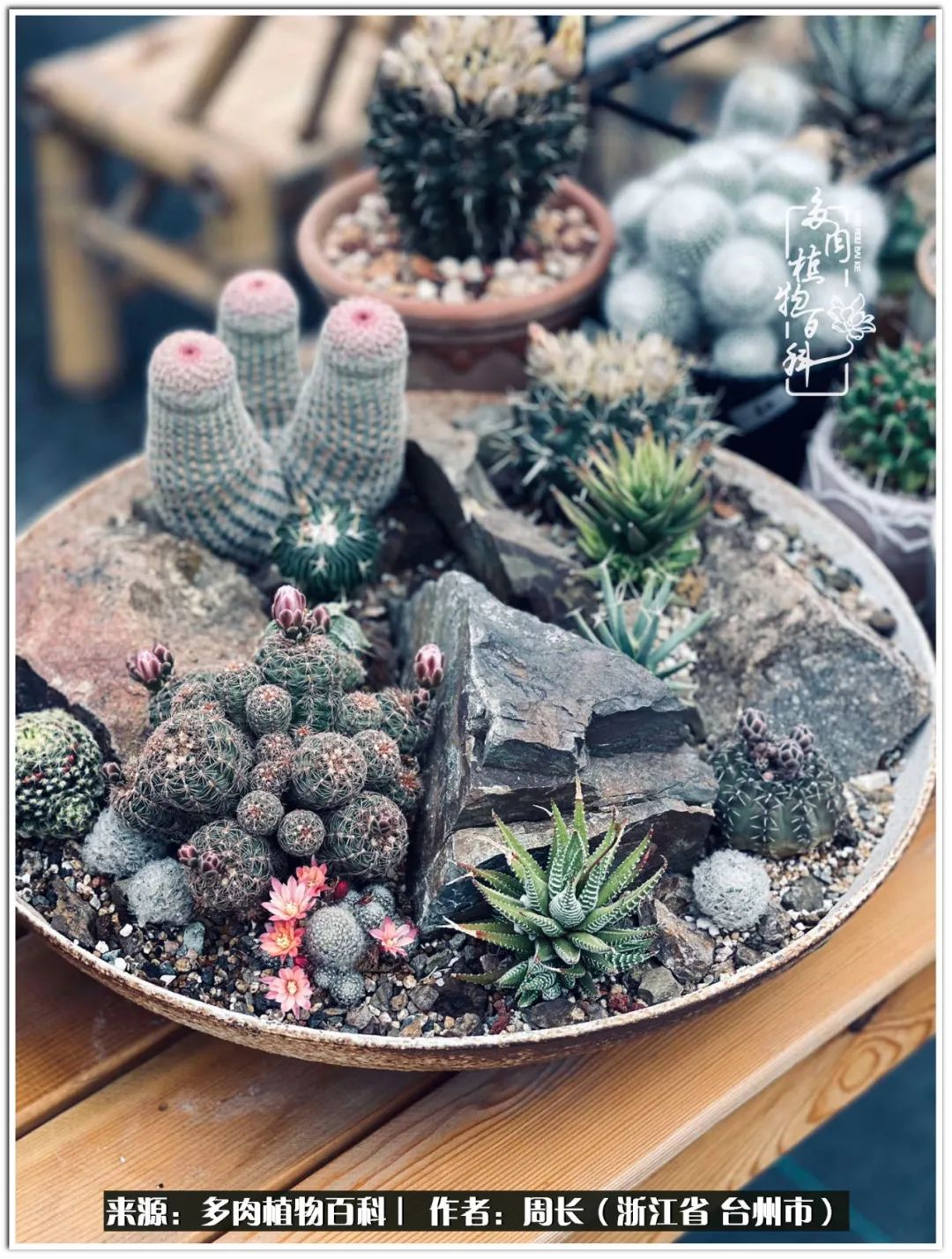 云南树脂粘土多肉组合拼盘创意,多肉拼盘的五个要点是什么