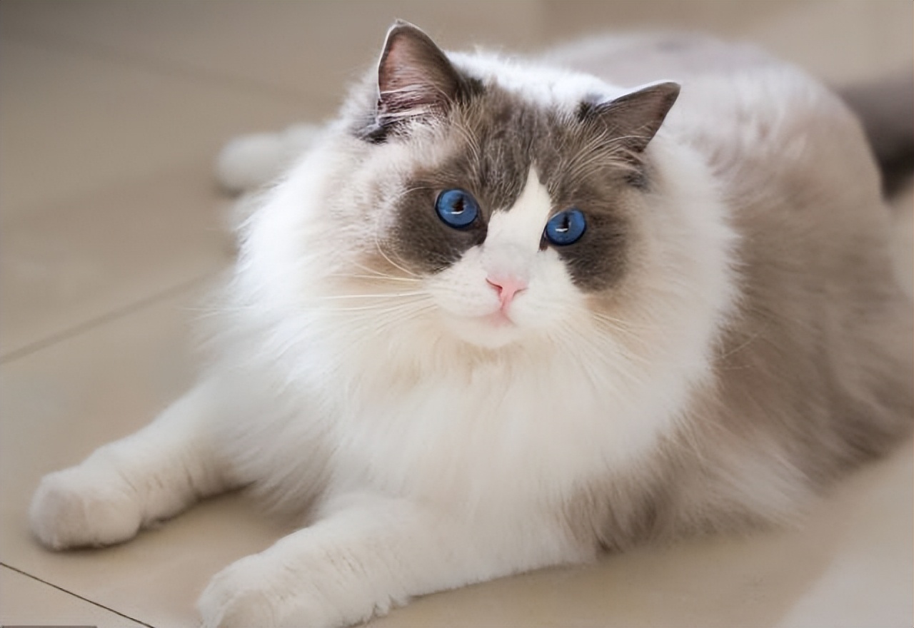 千万不要养这三种宠物猫,宠物店上常见的猫有哪些