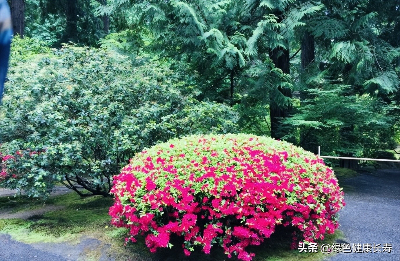 波特兰日本花园游玩,世界花园打卡