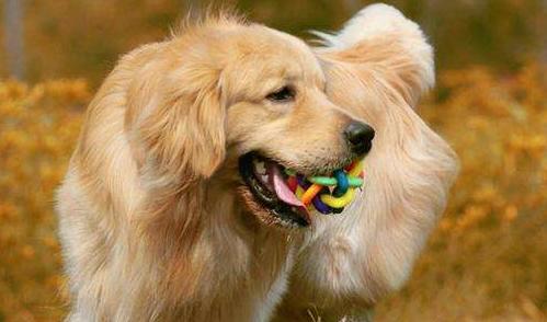 狗狗在家里好吗,狗狗在家里会得细小吗