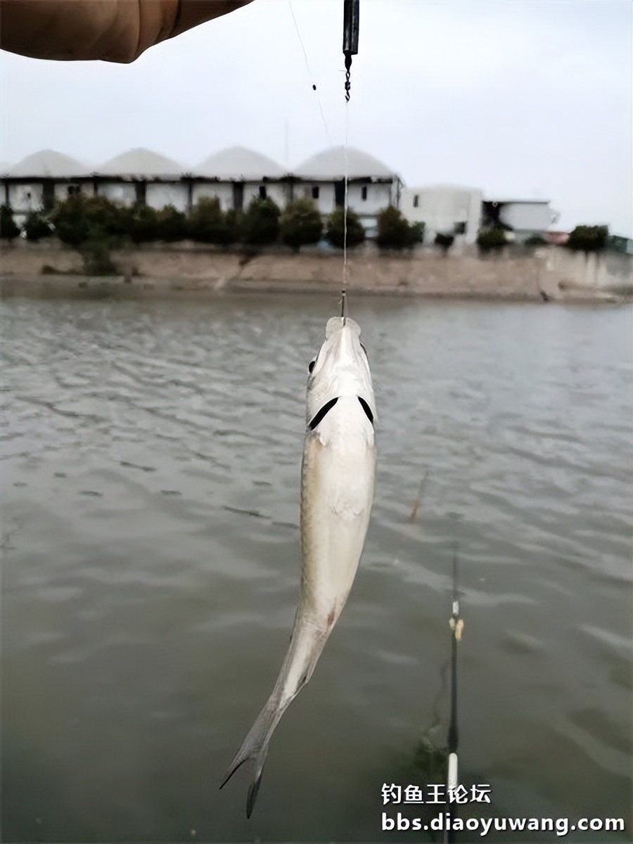 钓王钓鱼方法,钓鱼王试钓视频