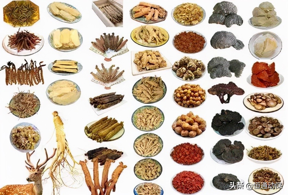 蔬菜发酵好了怎样喂猪,什么蔬菜喂猪效果最好