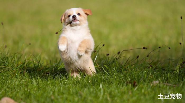 狗狗中暑的正确处理方法是什么,狗狗中暑的症状及处理方法有哪些