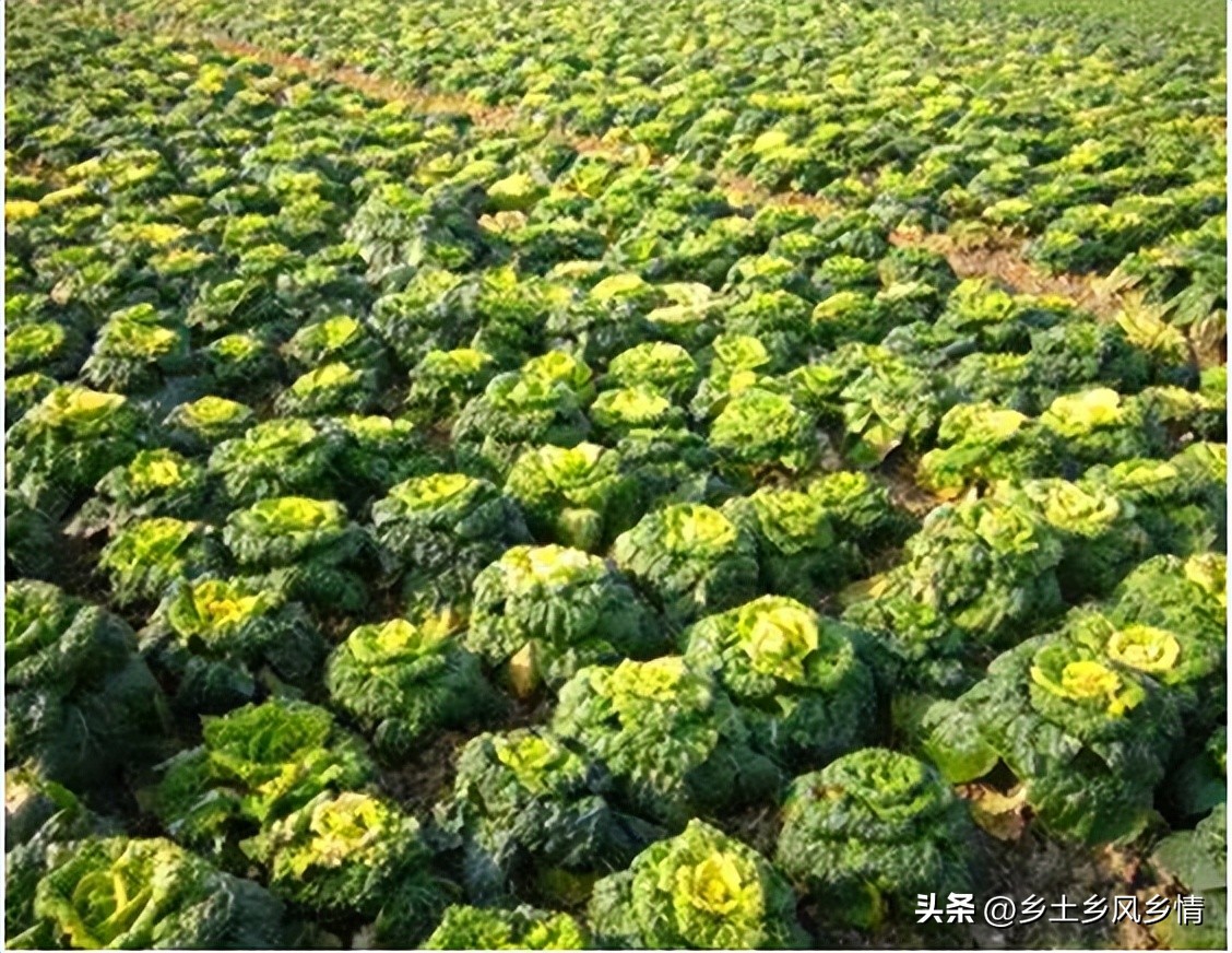 白菜可以种花吗,耐寒的白菜种