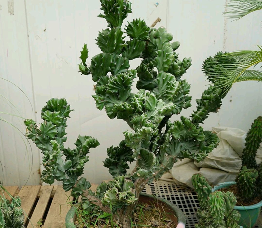 阳台上可以种什么蔬果,阳台上适合种的蔬果