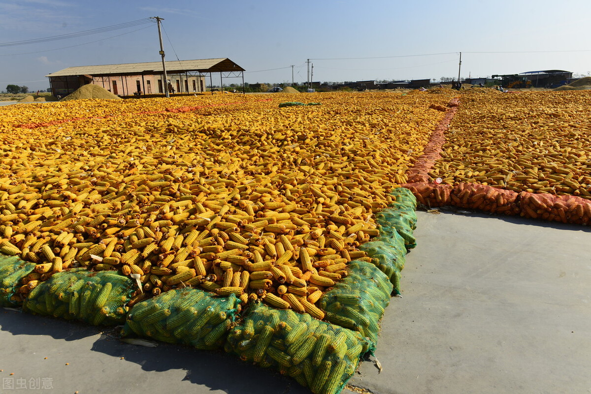 中储粮释放消息后玉米会涨价么,玉米最新行情中储粮