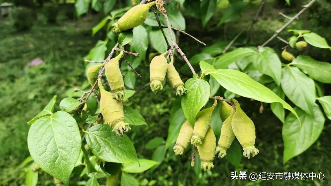 陕西宾馆迎来最佳观花赏景季节,陕西宾馆内景色