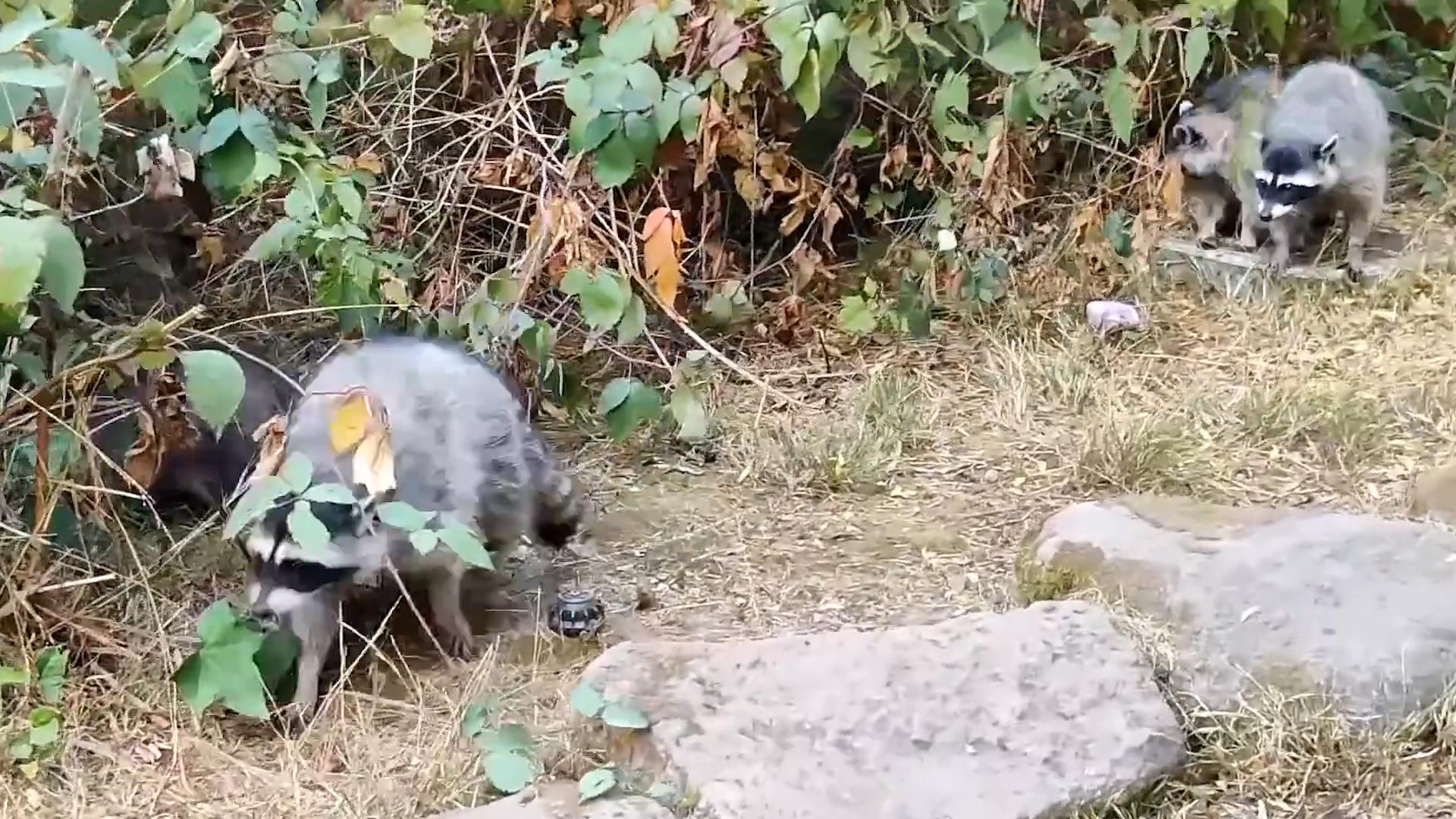 1年花掉30亿？给狗打疫苗能阻断狂犬病，为什么我们都给人打？