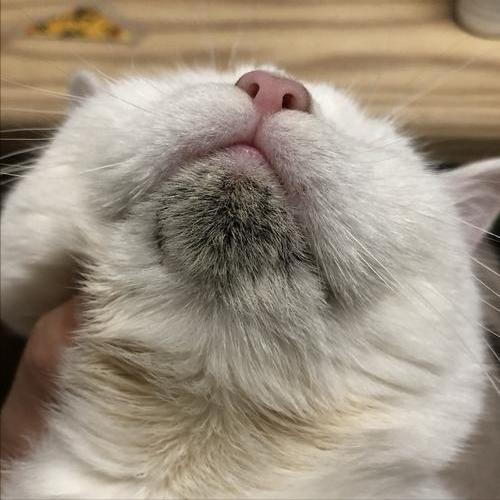 猫咪一有皮肤病我脸上就起疙瘩,猫咪身上的皮肤病没好能洗澡吗