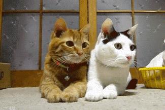 未来猫能活到30岁？？铲屎官听说后狂喜，怒捐3亿！！