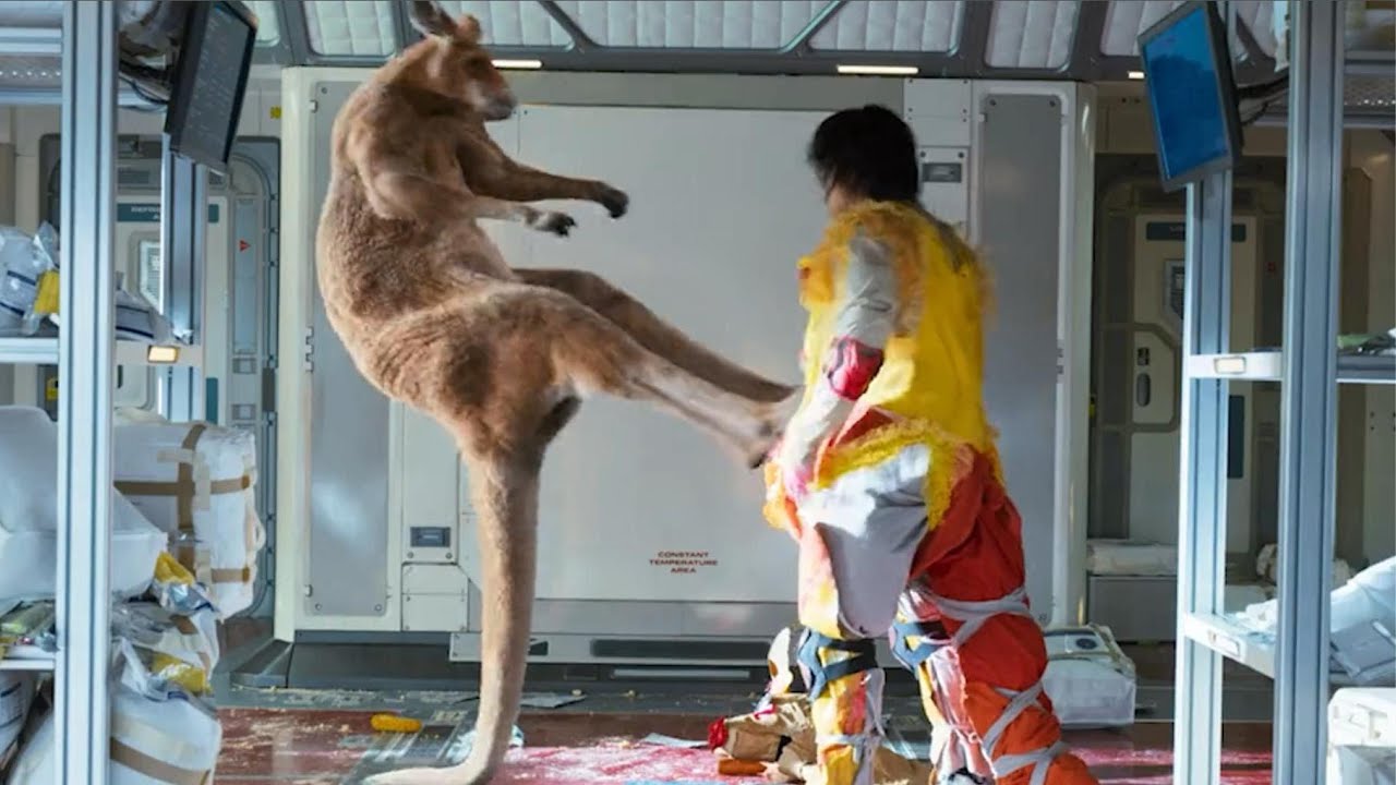 袋鼠为什么这么暴躁,袋鼠怎么样才会打人