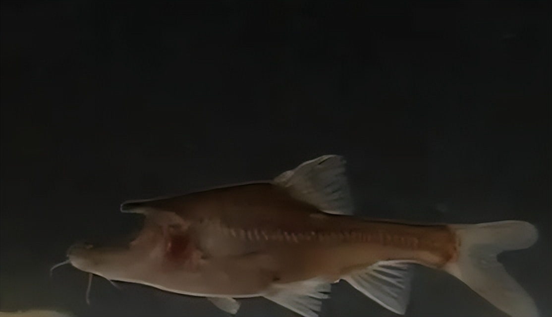 浜戝崡灞辨潙鍙戠幇绁炵鎬奔,浜戝崡灞辨潙鍑虹幇楦槾鎬奔