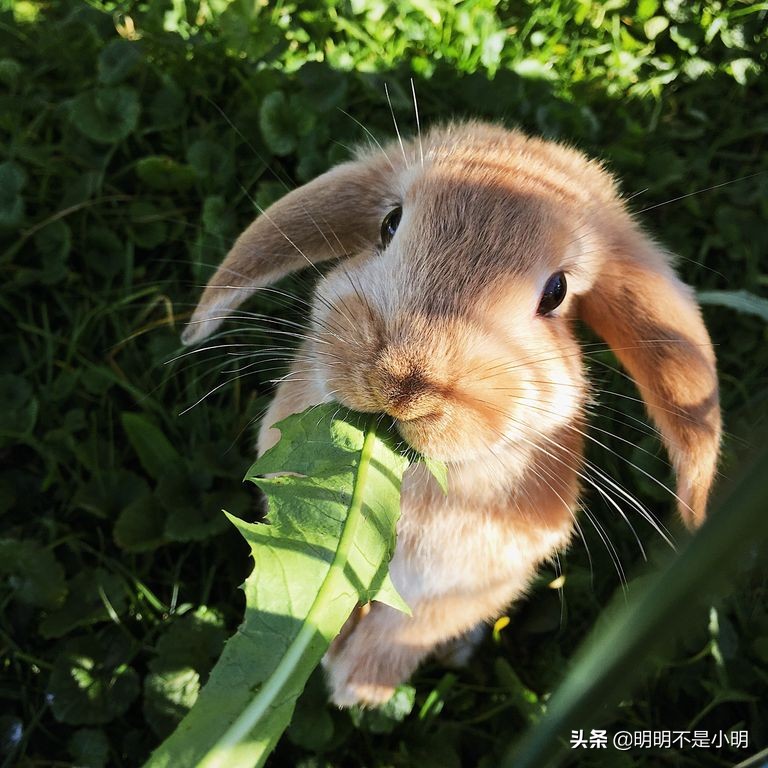 11岁的孩子适合养什么宠物,有孩子的家庭适合养什么宠物