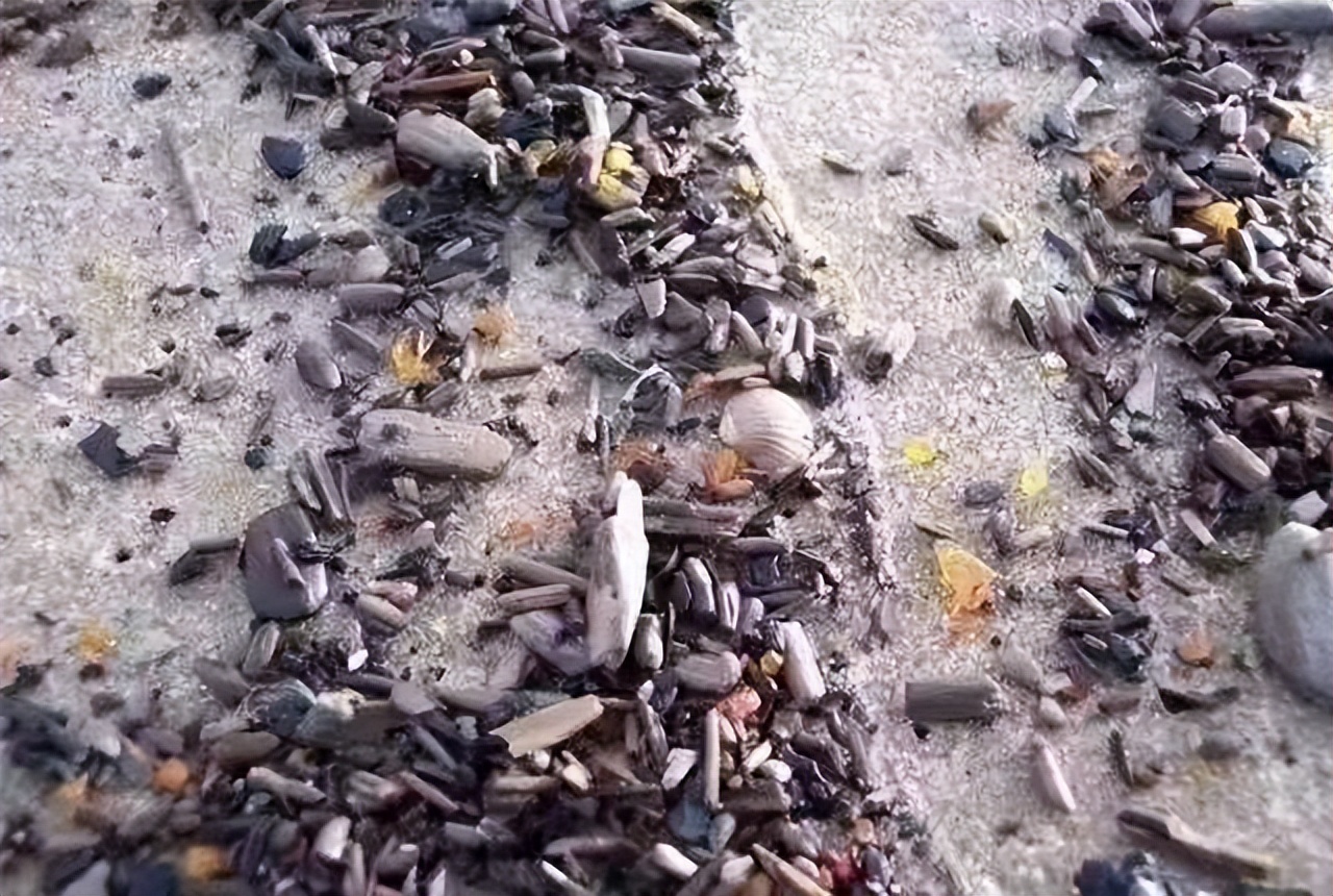 如果有机会,我想去波罗的海捞琥珀,那可是论克卖的