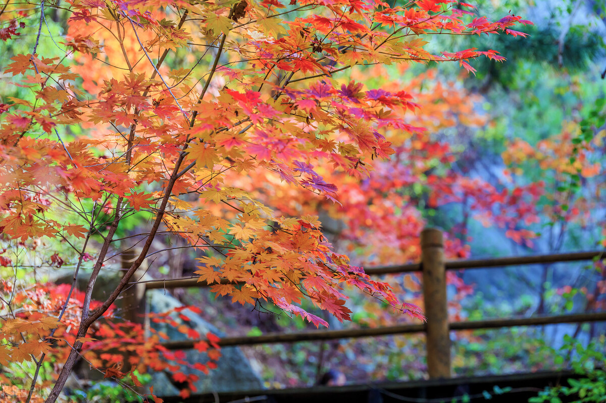 没想到济南的秋天竟然可以这样美,秋天济南哪个景区最美