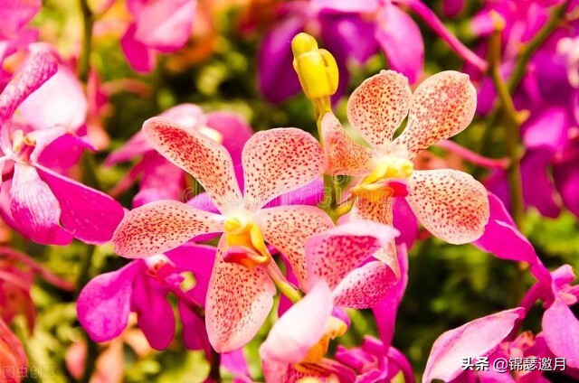 春兰奇蝶花图片,春兰花园美图欣赏