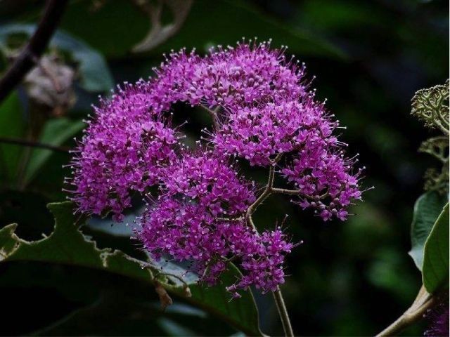 裸花紫珠与盆栽紫珠区别,紫珠的繁殖方法