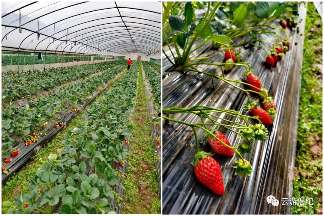 莓你不行壁纸,莓你不行表情包