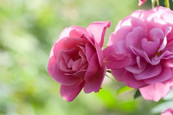 日本月季耐阴品种,日本葵月季适合两广吗