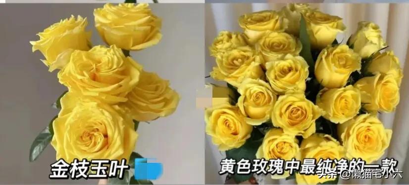 玫瑰花送你最浪漫,姑娘送一个玫瑰花给你