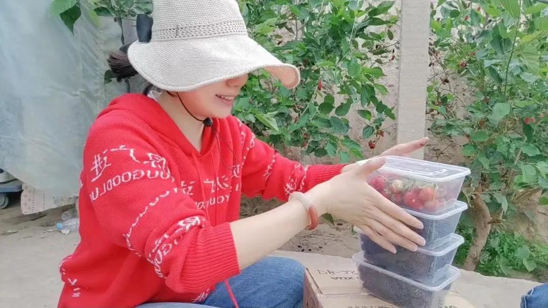 桑葚树野外采摘,新鲜采摘桑葚多少钱一斤