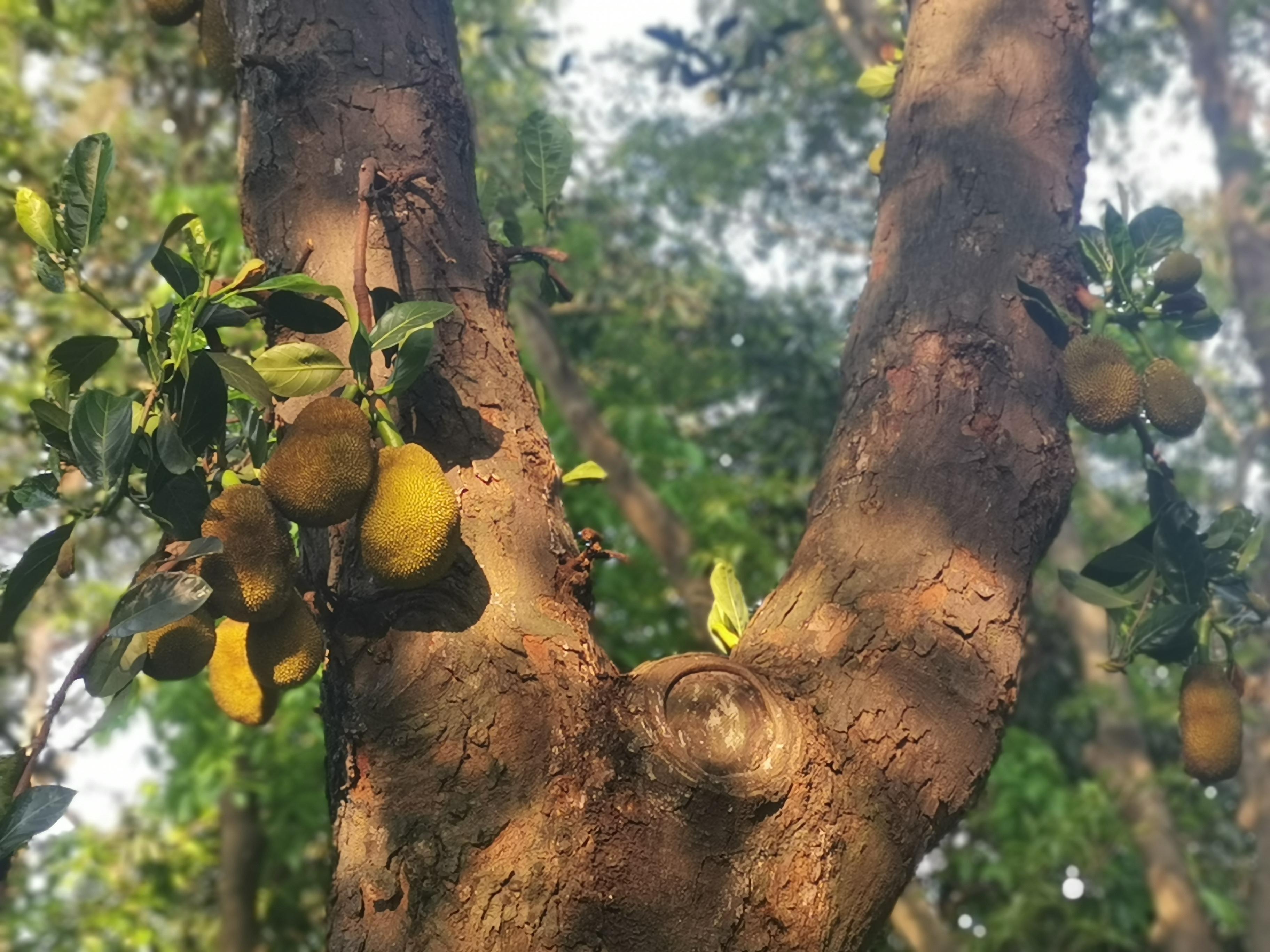 大夫山一日游自由行,大夫山一日游周记