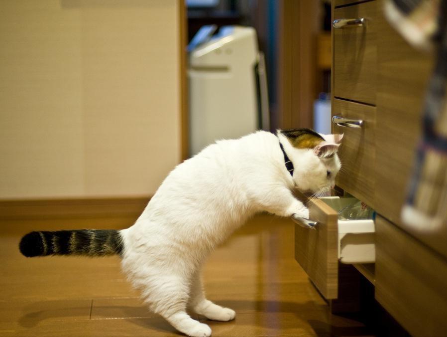 猫咪和人类相处得很好的原因,当猫和人类一起生活久了