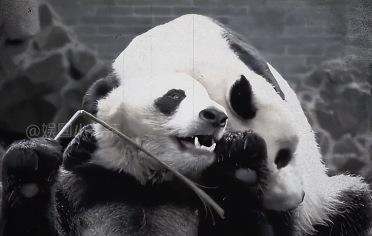 熊猫母子分开后再次相见,熊猫至死不渝的爱情