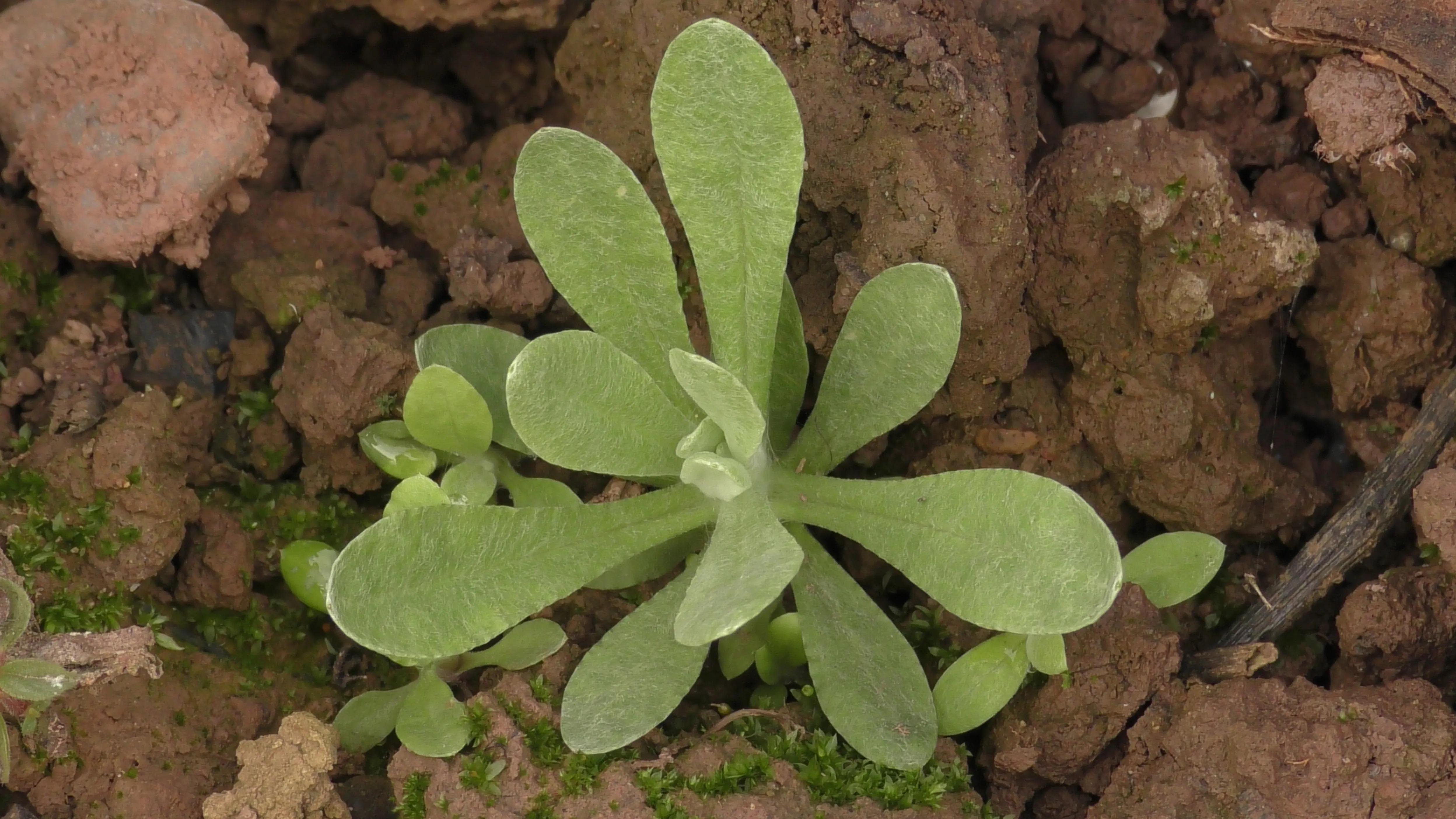 清明草野菜,农村野菜清明草