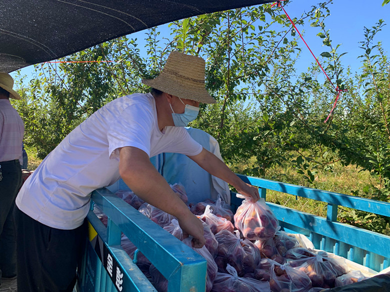 好“丰”景丨*疆新**兵团四师：特色水果俏市场