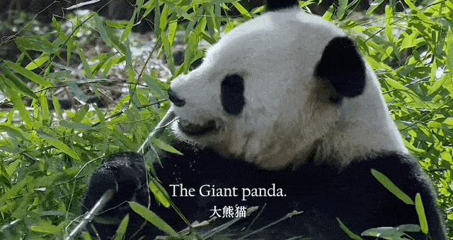 英文版中国传统文化介绍带视频,用英语讲中国传统文化简短介绍