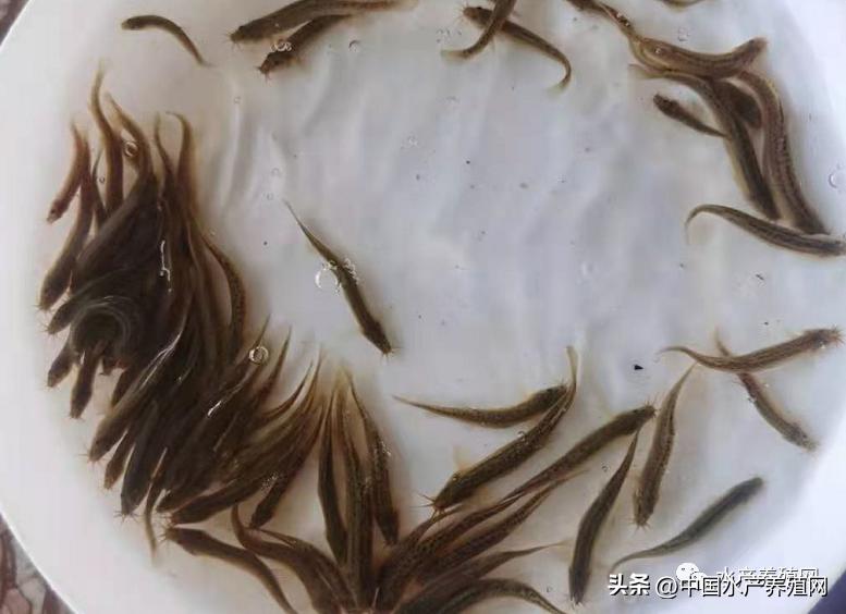 长期上门收购养殖泥鳅,收购泥鳅利润