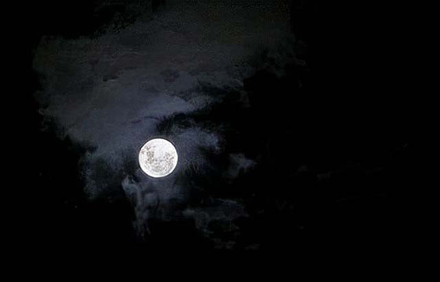 巨蟒报恩的真实事件,海南巨蟒为报主人救命之恩