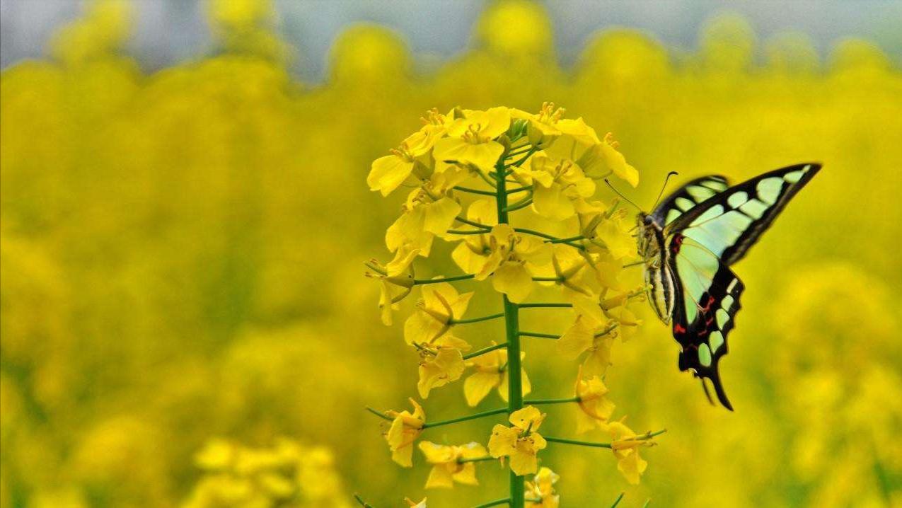 有关菜花蝴蝶的诗句,关于油菜花和蝶的古诗