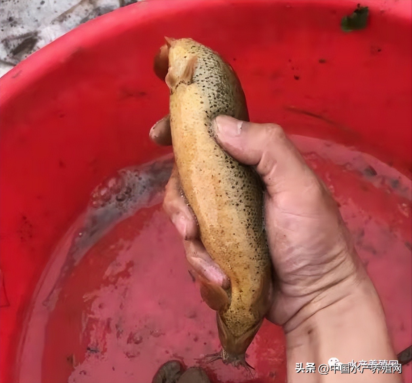 泥鳅收购商怎么找,高价收购泥鳅