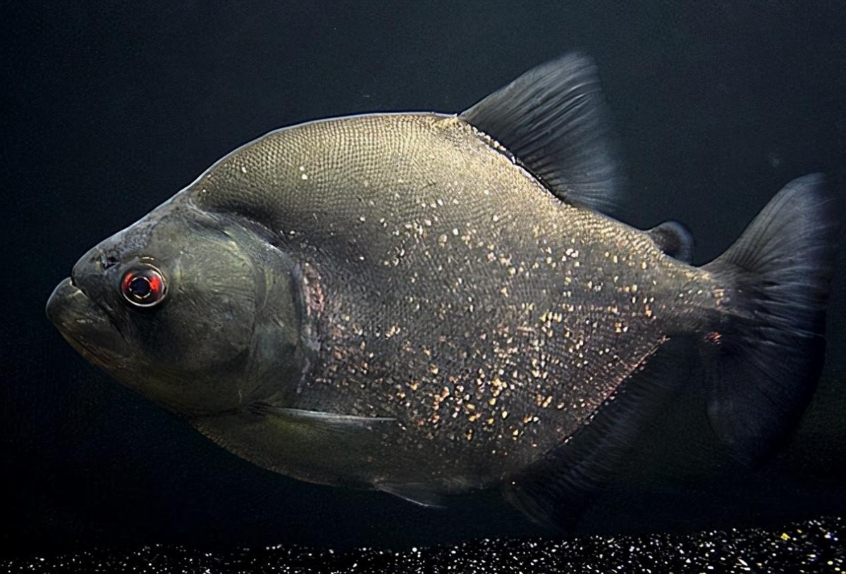 淡水白鲳鱼多少钱一斤2020,白鲳鱼多少钱一条