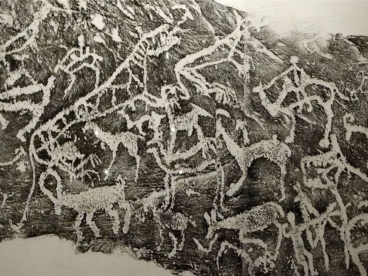 宁夏的羊肉全国最好吃,宁夏的羊肉怎么样