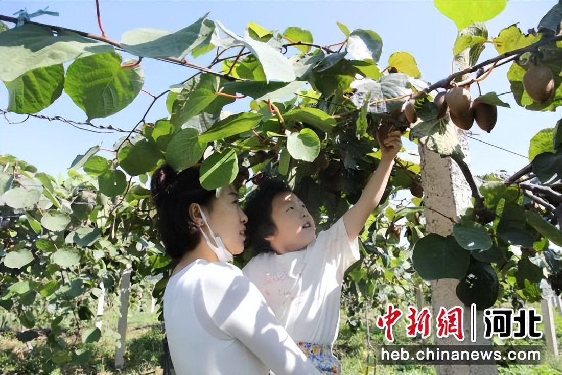 石家庄猕猴桃基地,石家庄黄土梁猕猴桃基地