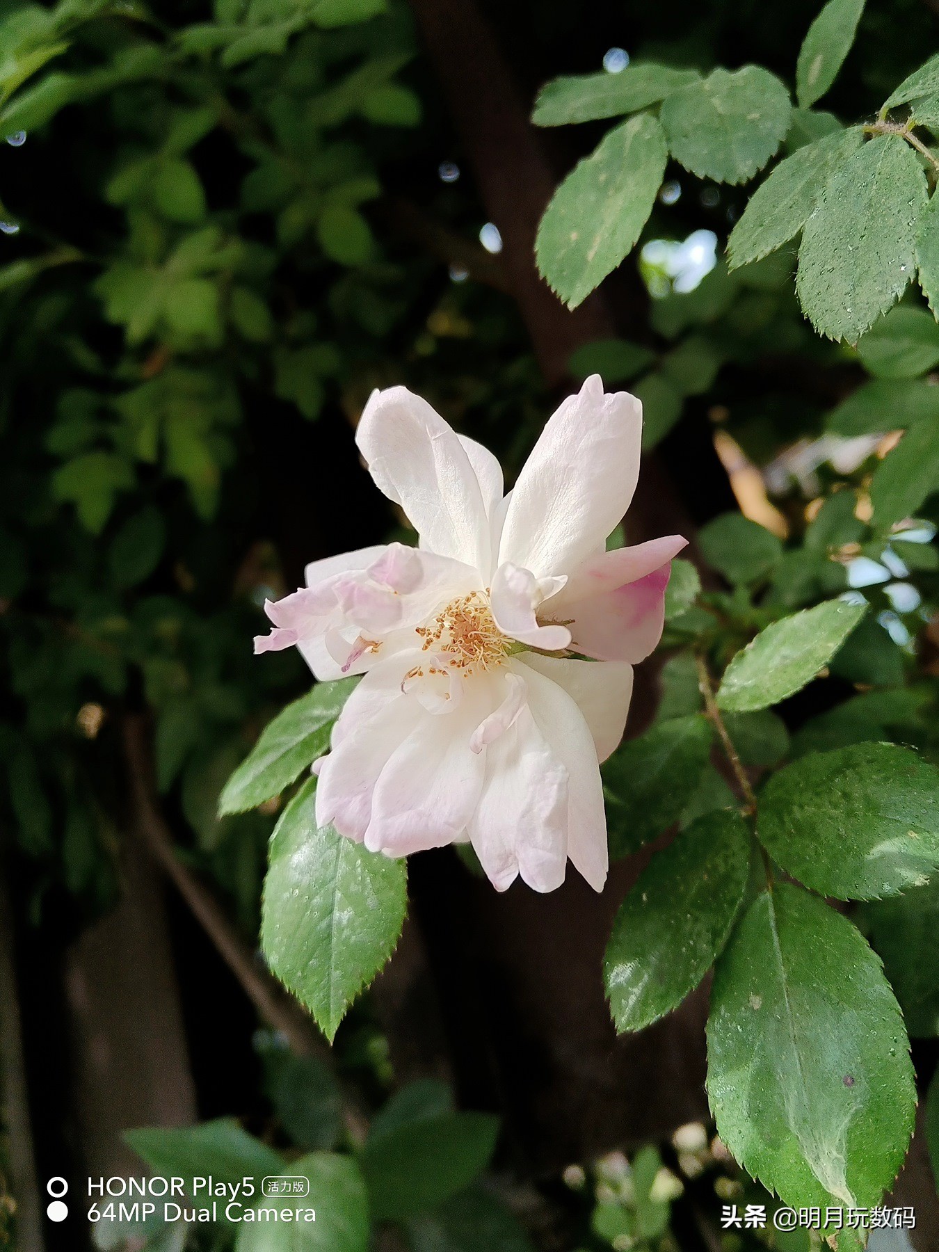 千元机拍照光学变焦,千元机拍照体验