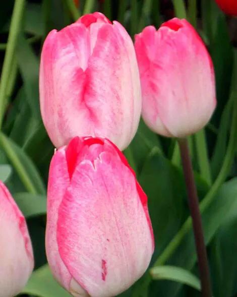 白色郁金香图片大全,郁金香图片大全大图唯美