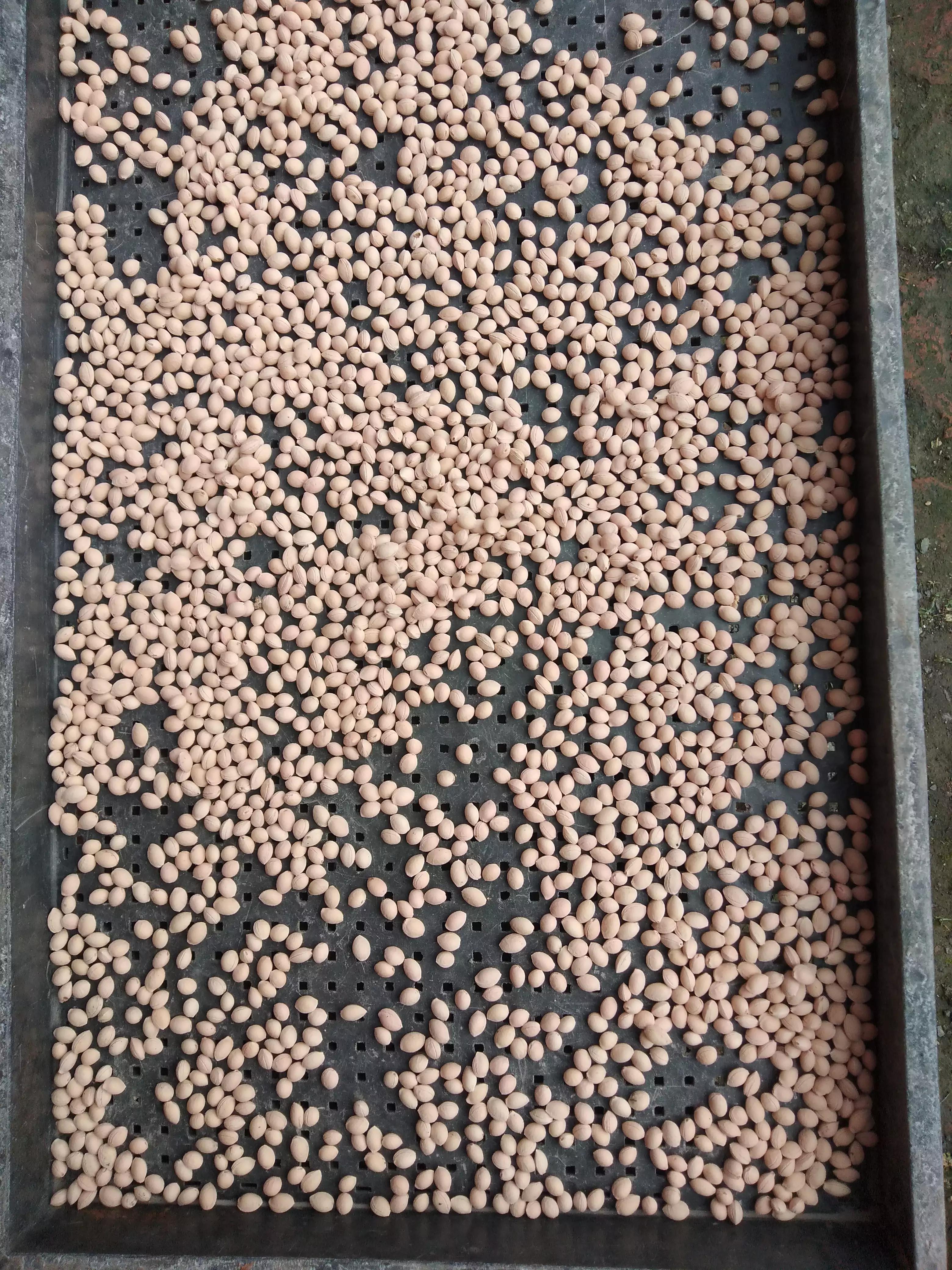 樱桃特色农业开发,樱桃采摘园经济价值