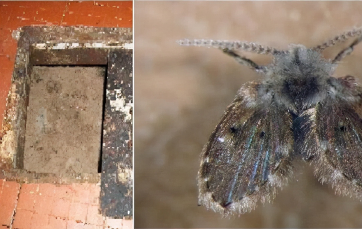 卫生间小飞虫的危害程度超乎你的想象,它究竟是啥?该如何消灭?