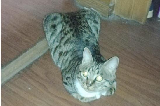 雪纳瑞和猫相处,雪纳瑞能和狸花猫一起养吗