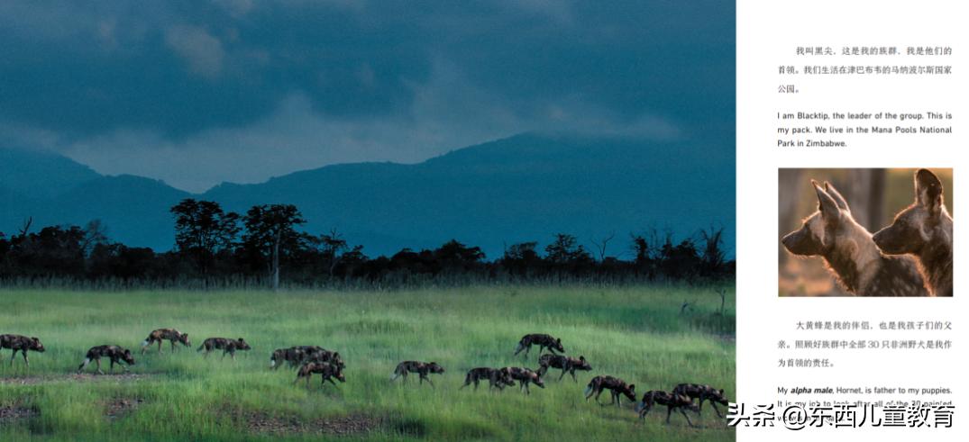 法布尔昆虫记立体书适合3-6岁儿童,法布尔昆虫记青少版必读