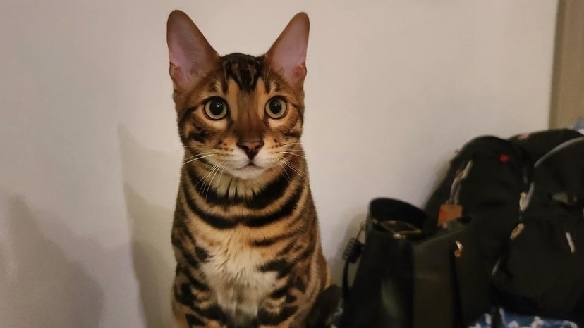 猫咪外耳道出现红肿流脓水,可以这样解决