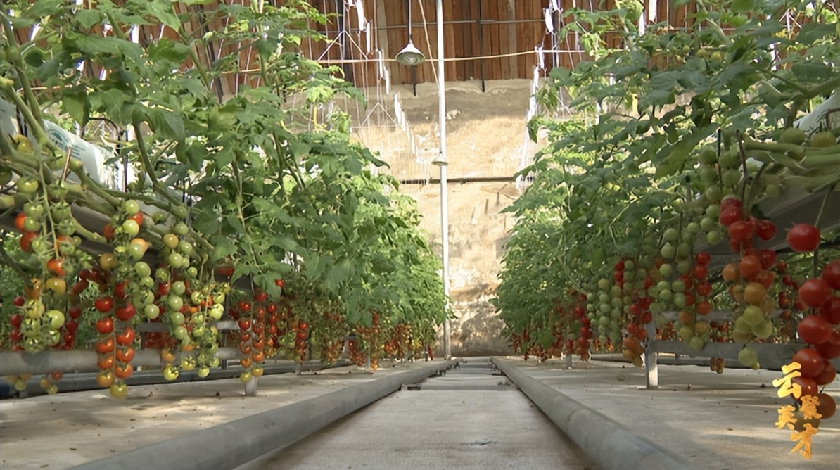 第七期乡村振兴致富带头人,乡村振兴致富带头人第二期