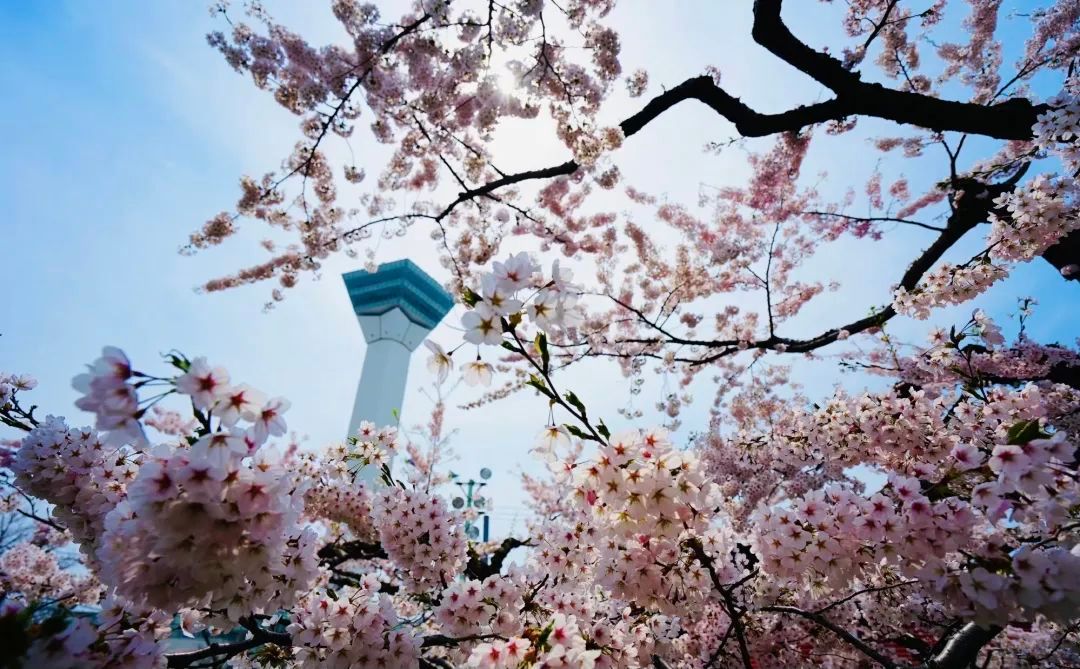 今年日本樱花还能看吗,日本4月底还有樱花看吗