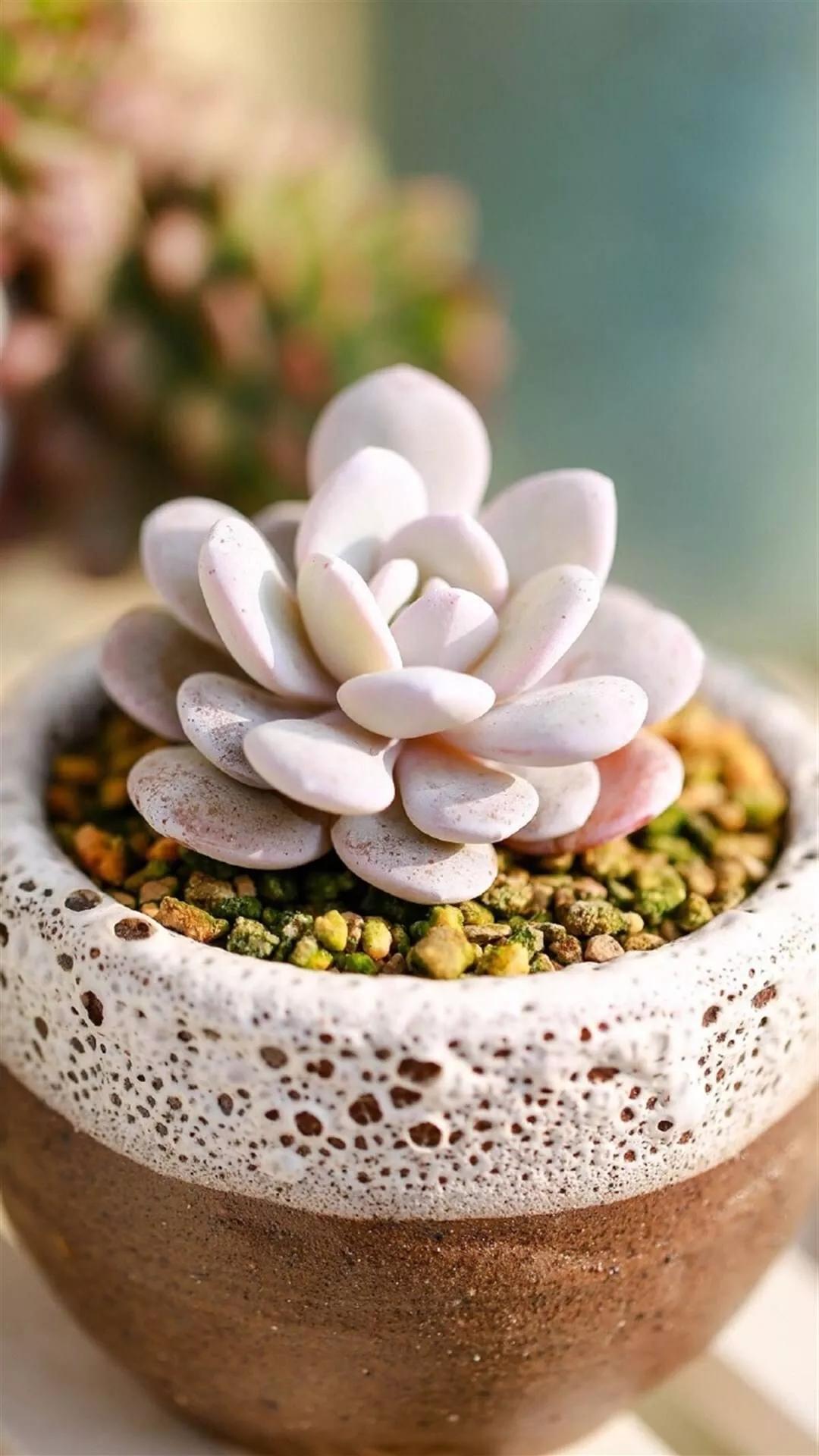 漂亮护眼的图片快乐生活,护眼图片大全唯美高清