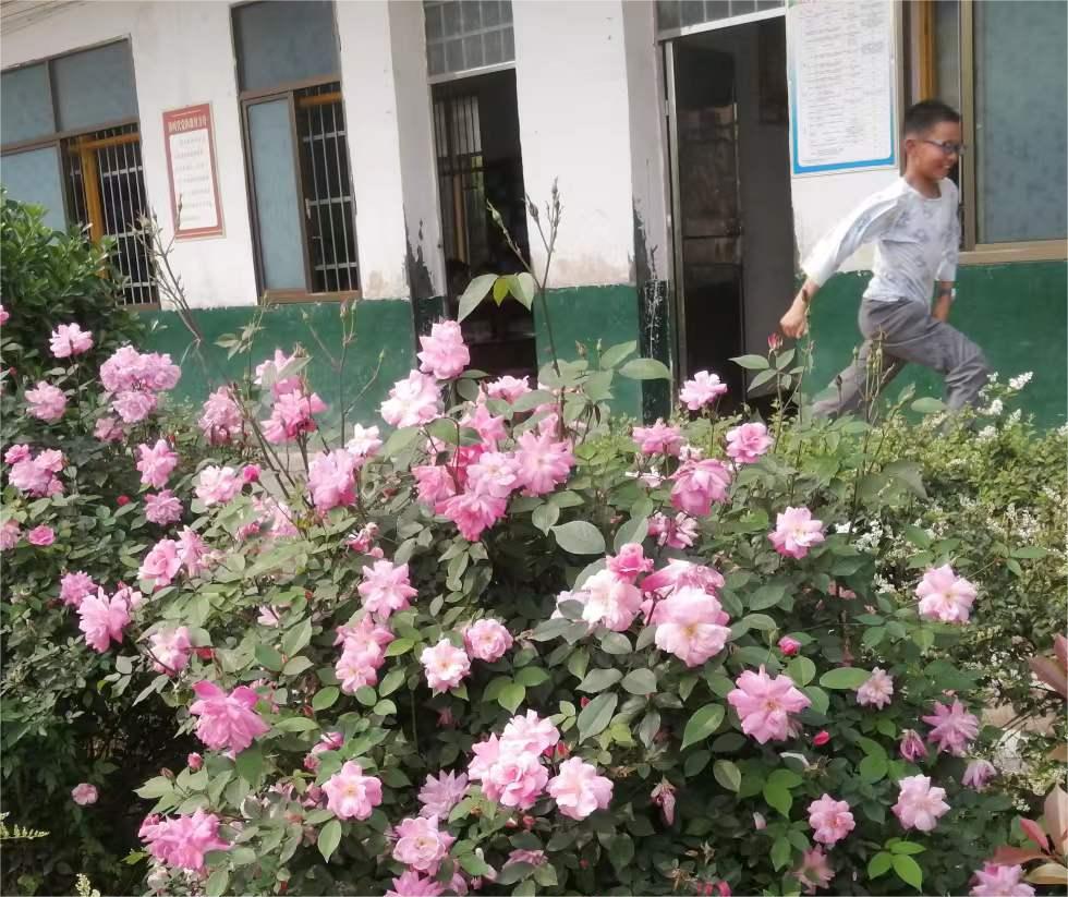 花园种花是儿歌还是童谣,花园种花儿歌创编